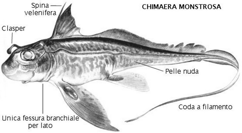 Chimaera monstrosa Linnaeus, 1758